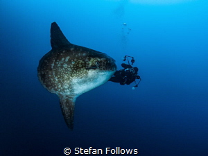 BFG. Southern Ocean Sunfish - Mola ramsayi. Gilli Mimpang... by Stefan Follows 